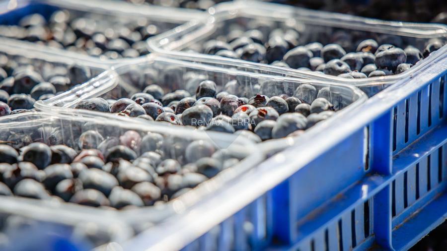 Plantatie de afine la cele mai inalte standarde, de vanzare! - 4