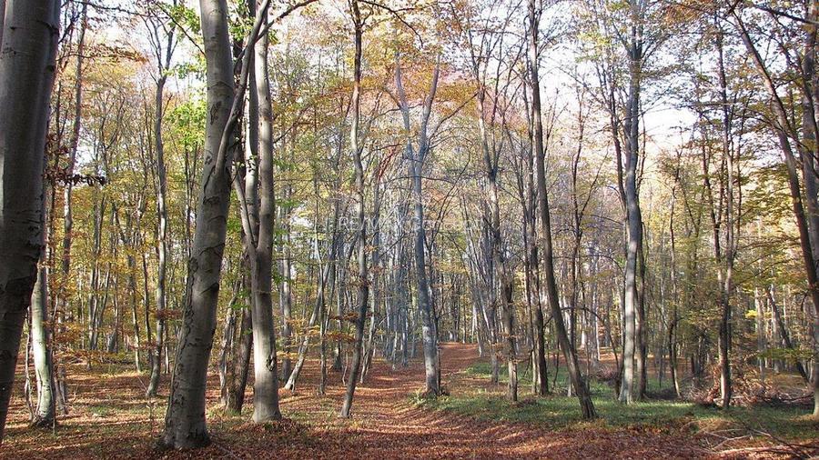 Teren 3,500 mp Feleacu | Valea Capriorii | Comision 0% - 5