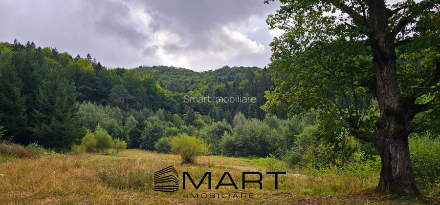 Teren 550 mp Dambul Morii - 3