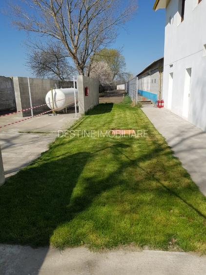 AFACERE LA CHEIE  FERMA DE  PORCI - 3