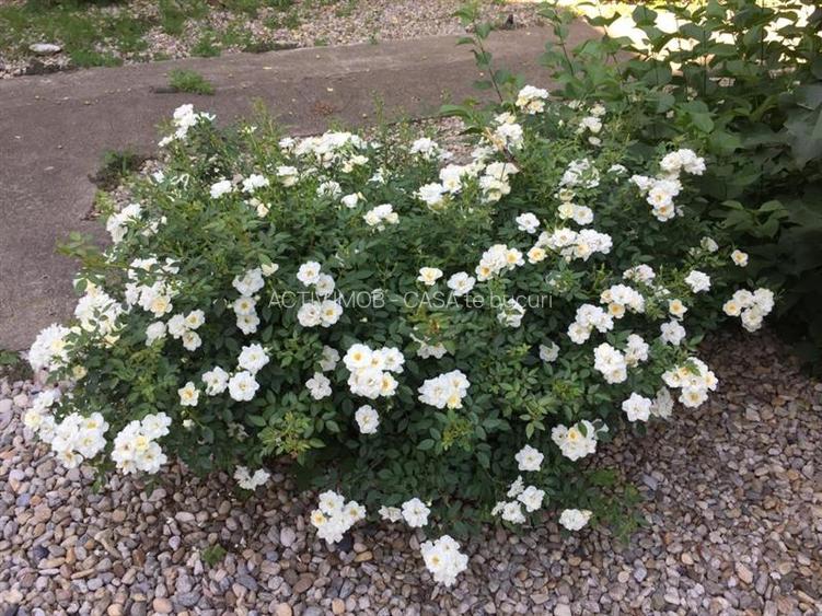 Vanzare Vila Clinceni- Monumentul Eroilor - 4