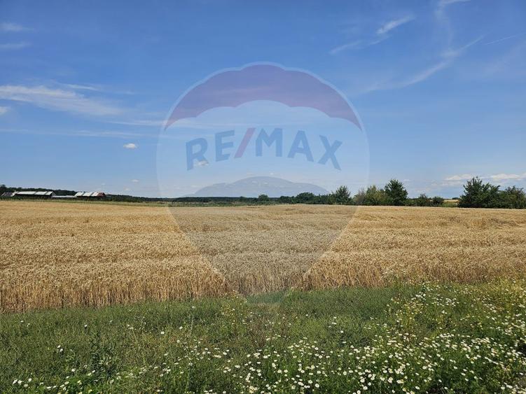 Vanzare Teren Intravilan Buftea, 750mp, str. Ulmului, Pista Biciclete