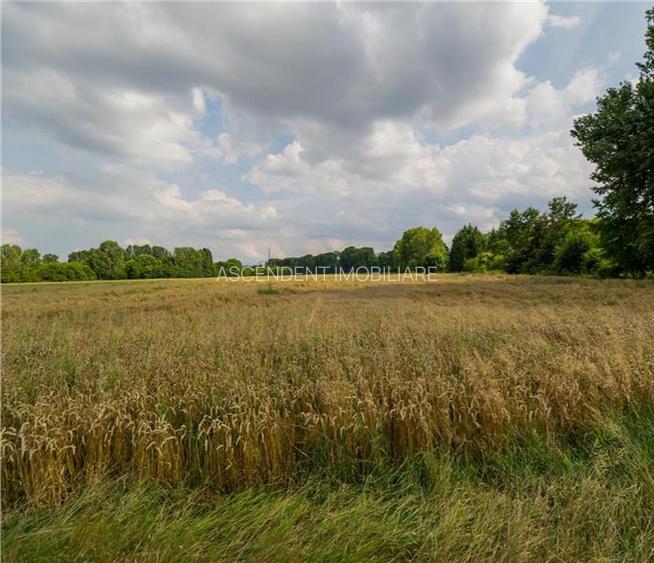 8.000 mp teren intravilan, Tractorul, Brasov - 4