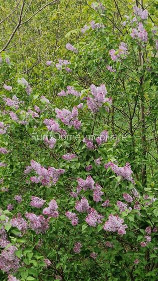 Comision 0 - Apartament în vilă, spațios, priveliște spre cabana Postăvaru - 31