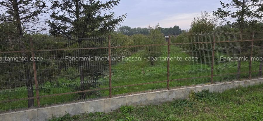 LIVADA  DE VANZARE FOCSANI-DUMBRAVITA  1,8  HA - 4
