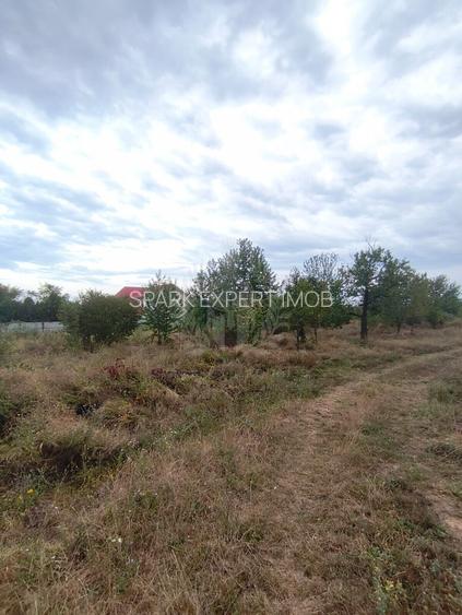TEREN PAULESTI//17211 MP// INTRAVILAN - 6
