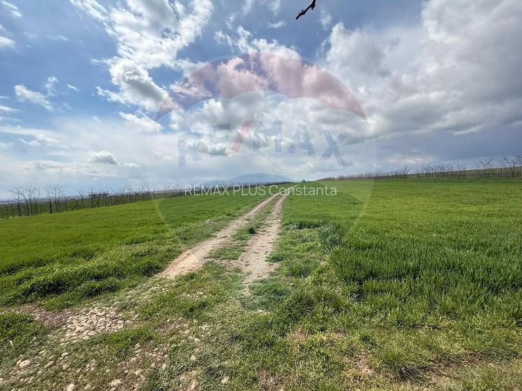 Teren extravilan Săcele ideal pentru silozuri, fermă sau investiție - 23