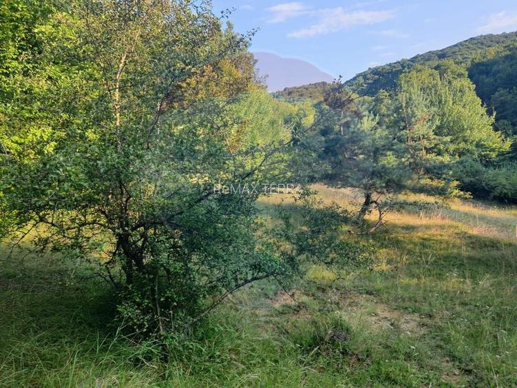 Poiană pentru cabana de vanzare intravilan Coas - 11