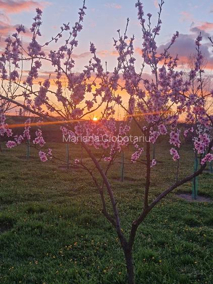 Vând teren cu potential  - 7
