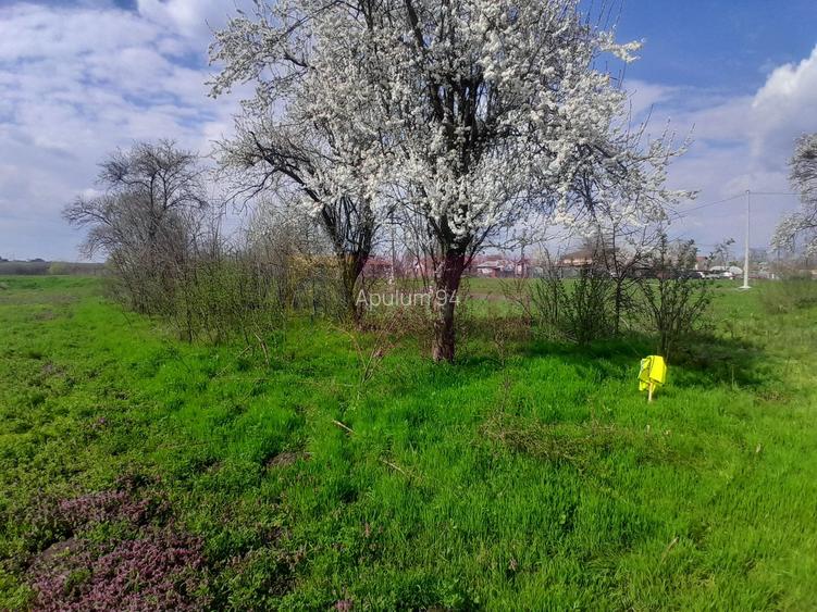 DE VANZARE TEREN 3400 MP IN SAT PODU ILFOVAT / COM BUTURUGENI (GR) - 28