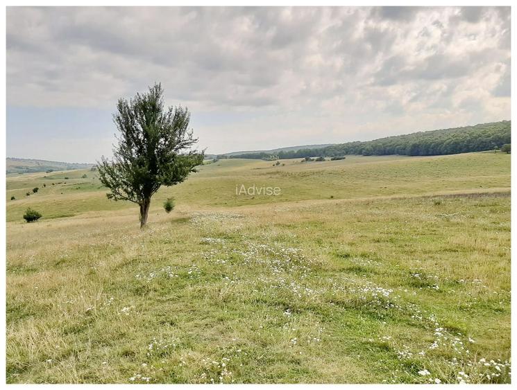 Teren Sercaia  250 ha - 10