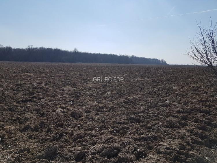 Vanzare teren intravilan 30.000 mp Racari - 2