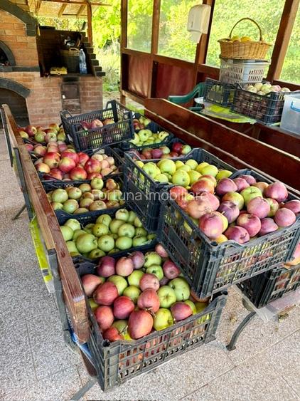 Proprietate com.Girov,compusa din casa, anexe si 8800 mp teren - 19