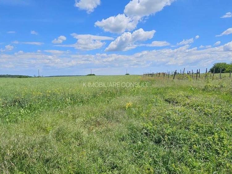 Teren extravilan Tancabesti - 2