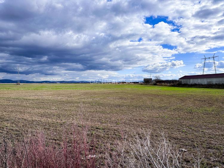 Teren Halchiu 5000 mp cu utilitati si puz - 9