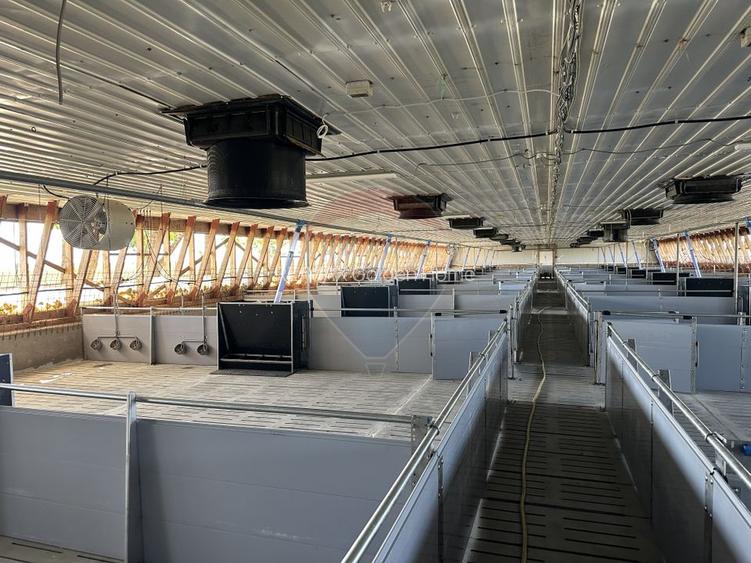 Ferma porcine la cheie - 6