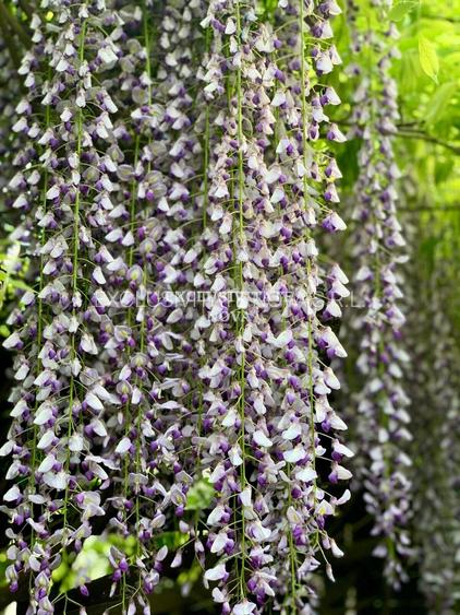 Vanzare Vila Baneasa - Willbrook - cu Deschidere la Padure ! - 12