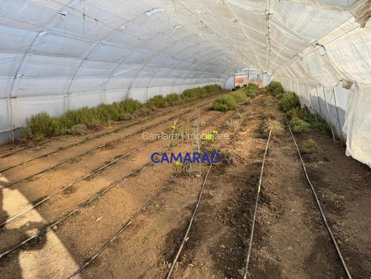 Teren intravilan vanzare - 2.750 mp – Darvari/Tamadalu Mare (judetul Calarasi) - 6