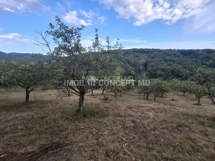 Teren spectaculos cu padure, livada si priveliste panoramica in Soimari PH - 14