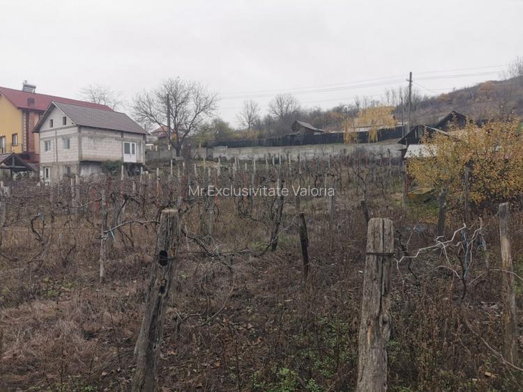 De vanzare casa in Argetoaia cu teren 7.000 mp - 6