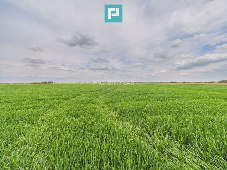 Teren extravilan 19.900 mp – Giroc centură - 2