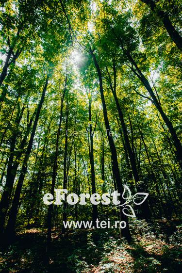 Terenuri intravilane în Crevedia – cartier rezidențial nou lângă 2 păduri - 6