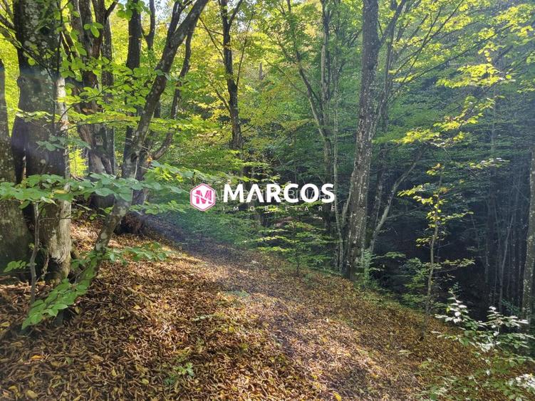 Teren Văliug, 2000mp, ID 950 - 3