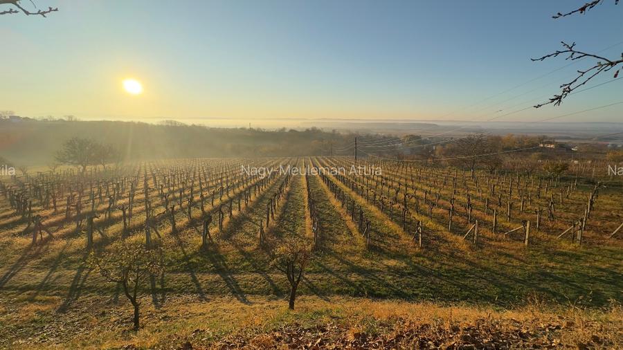 Investiție rară în Bihor - 12