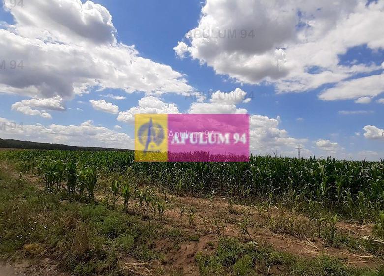 Teren 715mp în Snagov lângă Equestria - 41