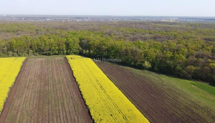 Vanzare Teren Central, Moara Vlasiei - 4