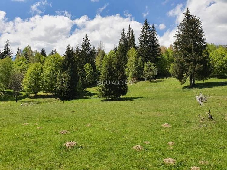 Vand teren 7800mp din care 3000 intravilan si 3800 mp padure  - 6