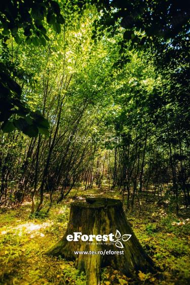 Terenuri intravilane în Crevedia – cartier rezidențial nou lângă 2 păduri - 2