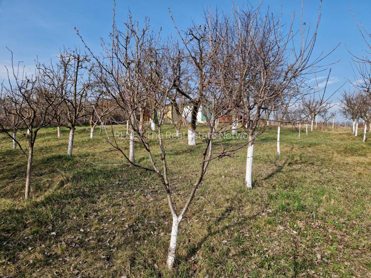 Teren - Roman  -Trifesti - ieșire la lac - livada pe rod - 4