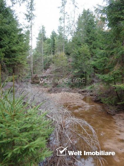 1.6 ha de padure cu poienita, parau la limita curtii, cabana pentru trei familii - 4