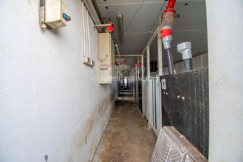 Ferma moderna de porci de vanzare in Curtuiusu Dejului - 25