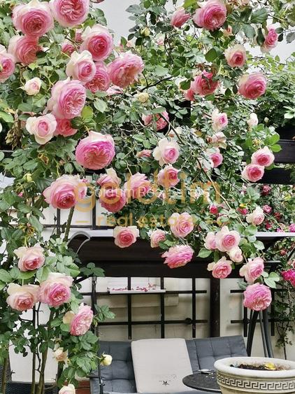 IANCU NICOLAE/ GRADINA SUPERBA/LOCURI DE PARCARE/SPATII GENEROASE - 52