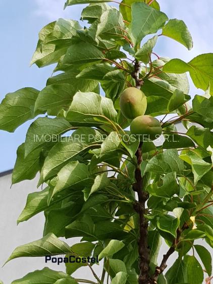 Petresti - Corbeanca 4648 mp intravilan desch. 33 m, utilitati, acces asfaltat - 8