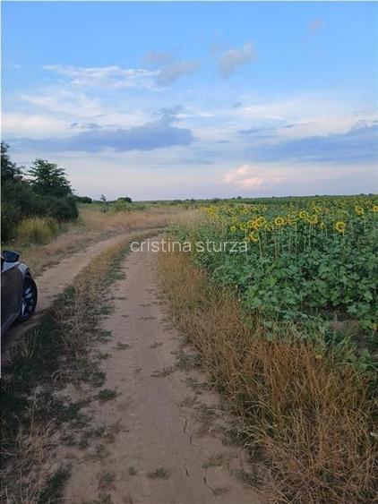 Otopeni-Str.Dr.Garii Balotesti-11.834mp-front 36ml-Ideal Investitie - 4
