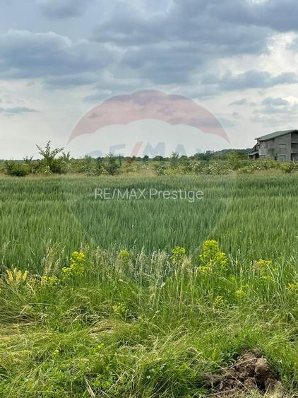 Teren intravilan, un colț de liniște, aflat în Petrești, Corbeanca - 6