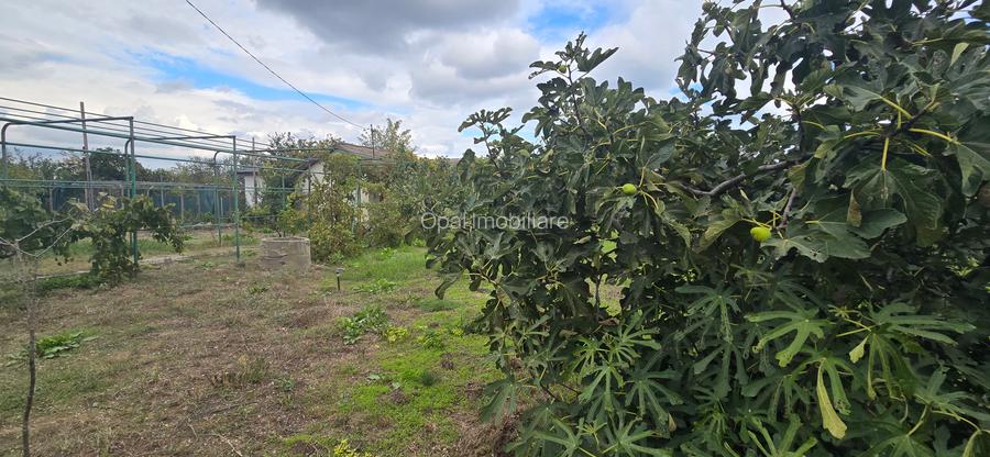 Exclusivitate-Vadu, zona centrala, casa 75mp, teren 1917 mp/31ml deschidere - 11