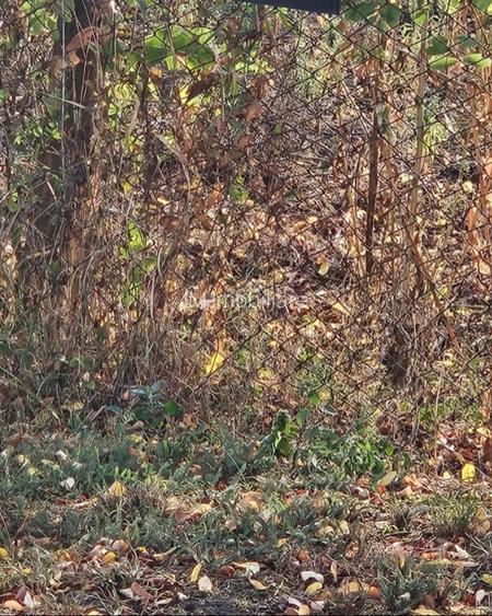 Covaci  - Teren  Intravilan - 3