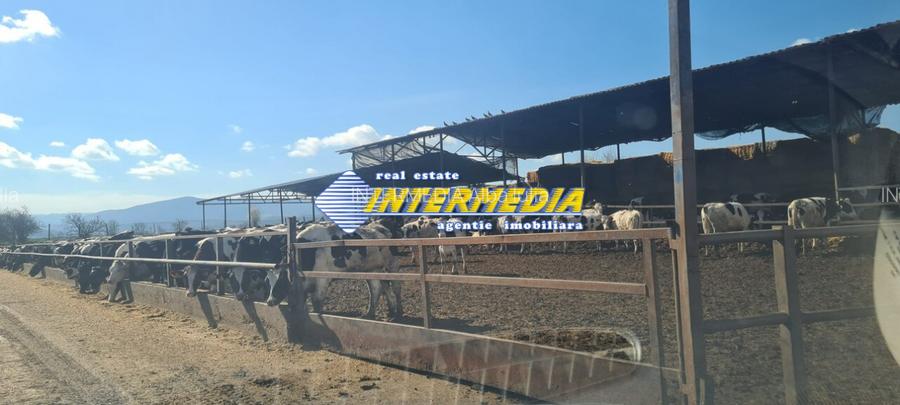 Ferma de vanzare in apropiere de Alba Iulia - 2