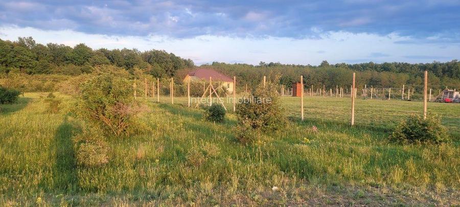 Teren intravilan in Gepiu - 2