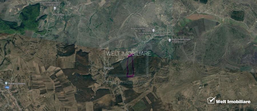 29.000 mp padure in Padureni (Chinteni), 100% material lemnos - 4