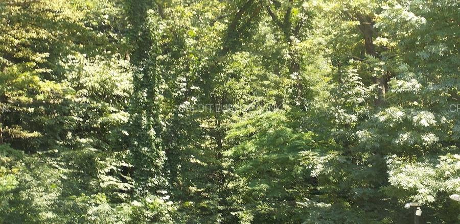 Teren Intravilan ,Padurea Baneasa , Voluntari - 3