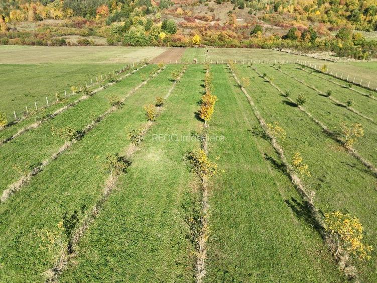 RECO, Teren cu livada de nuci, Zona Auseu, Bihor - 7