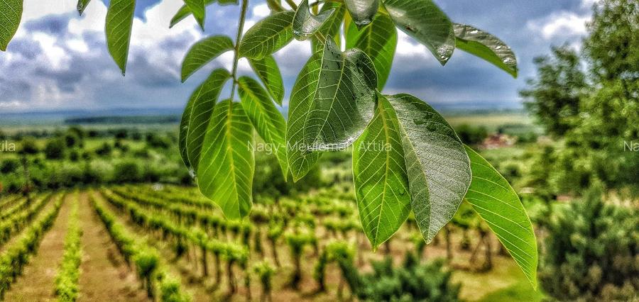 Investiție rară în Bihor - 10