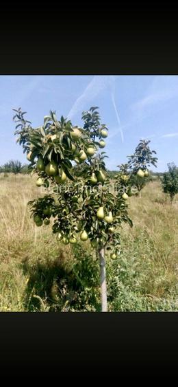 Teren extravilan 80.000 mp, Santimbru, Jud. Alba - 3