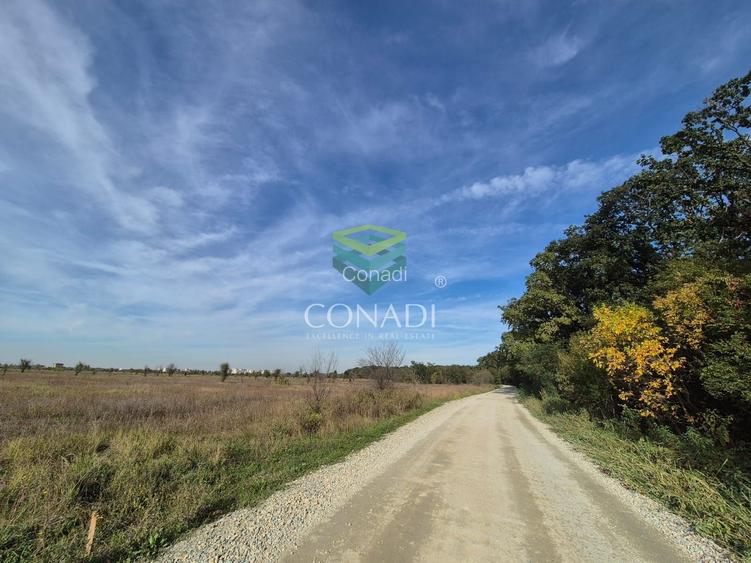 Teren de vanzare Padurea Baneasa 7.500 mp - 6