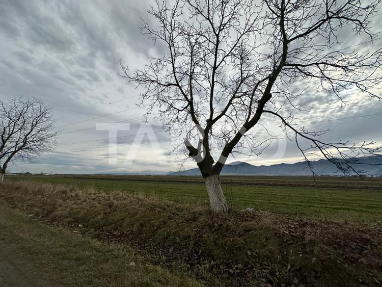 Teren extravilan de 4991 mp la strada principala in Sura Mare